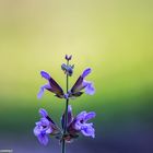 Salbeiblüte im eigenen Garten