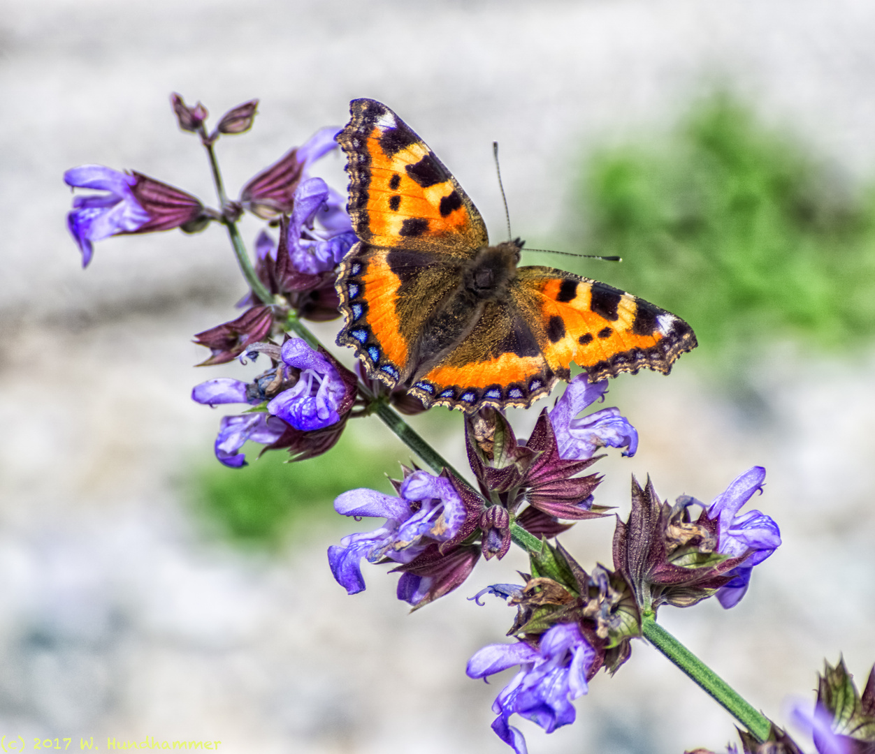 Salbeiblüte Teil 2