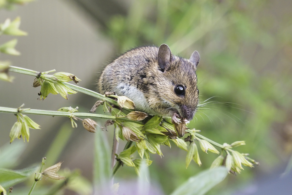 Salbeisamen schmeckt jeder Maus