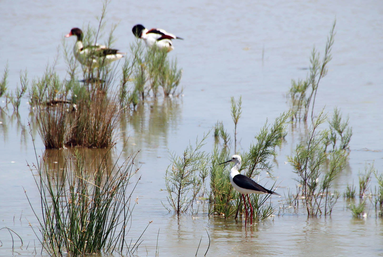 S'Albufera