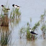 S'Albufera