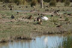 S'Albufera - allein unter Enten