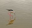 S'Albufera Nationalpark von ketchup61 