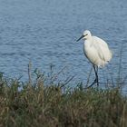 S'Albufera - Reiher