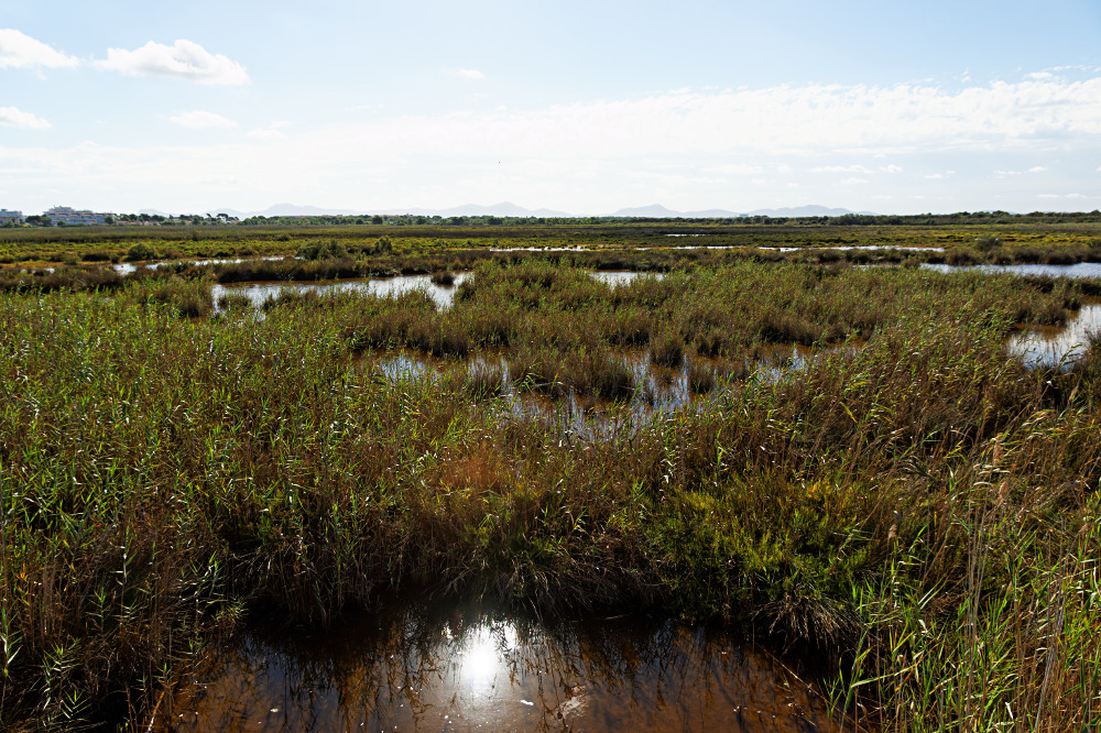 S'Albufera - Sumpf