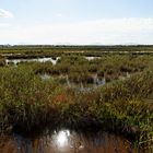 S'Albufera - Sumpf