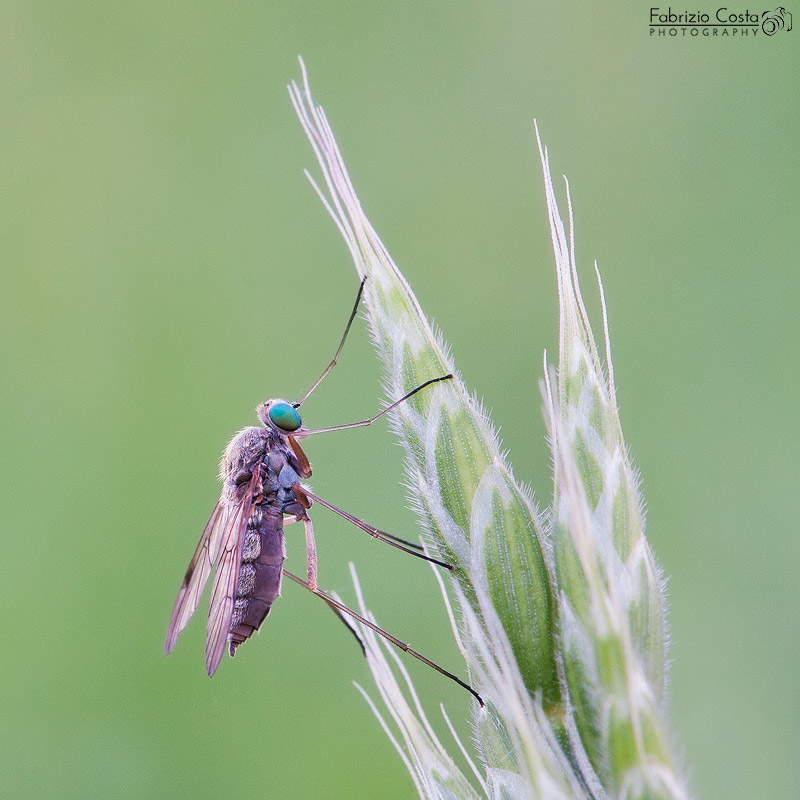 Saldamente ancorata