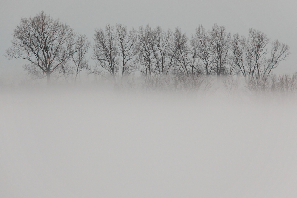 Sale la nebbia