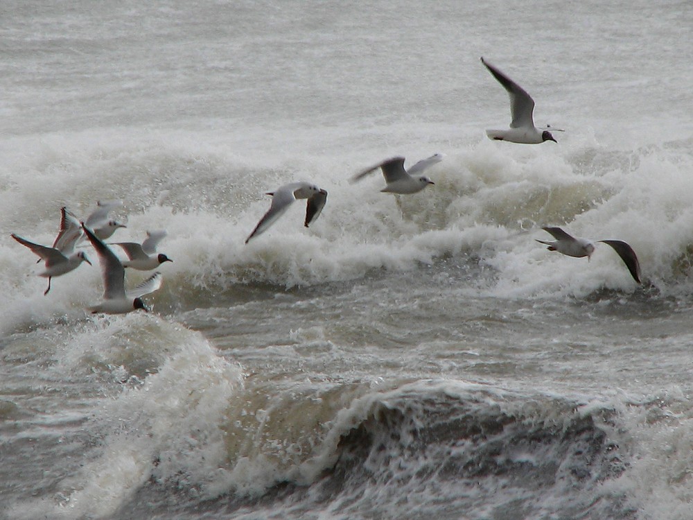 Sale temps pour les mouettes