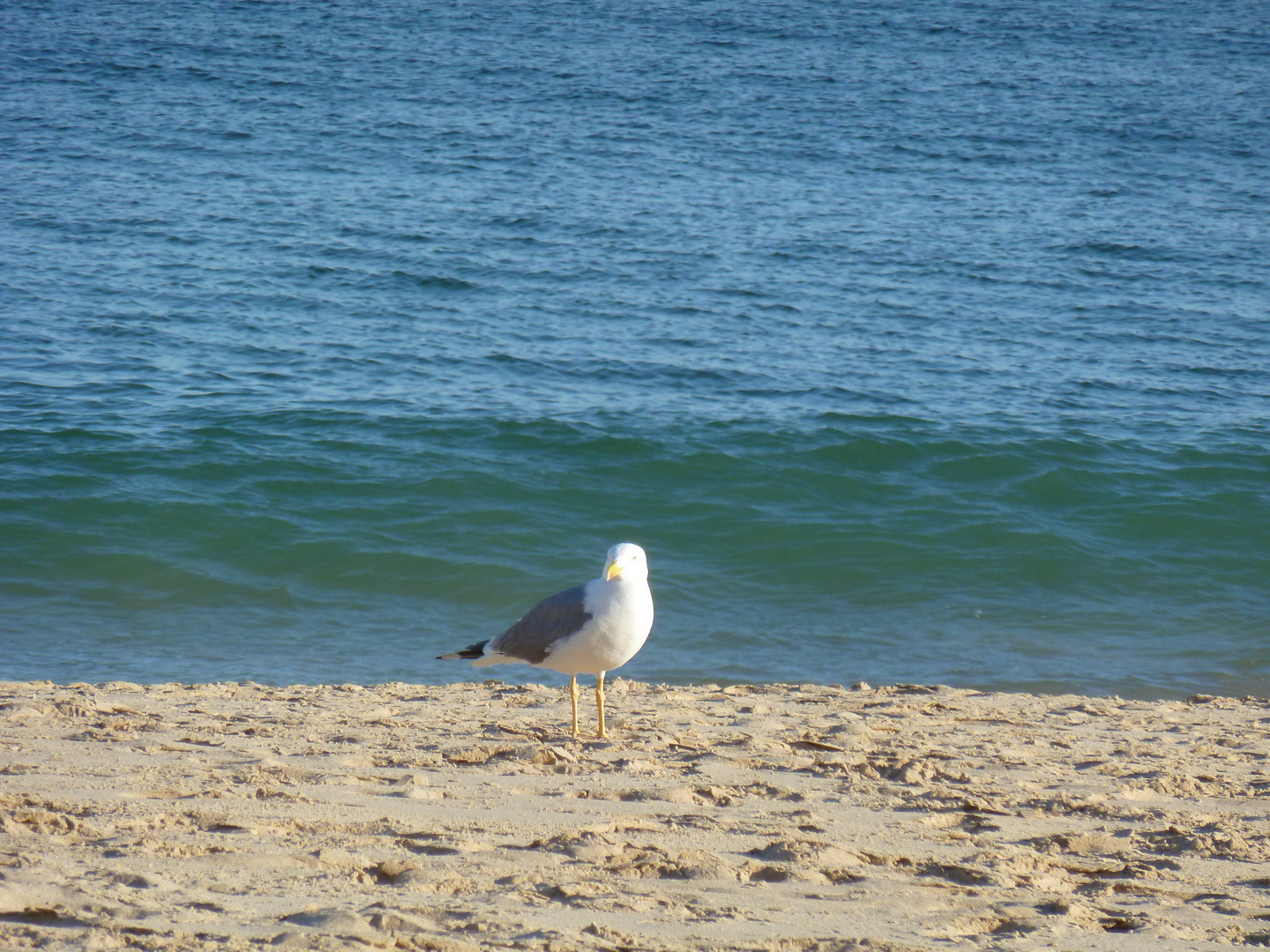 Salema Möwe am Strand