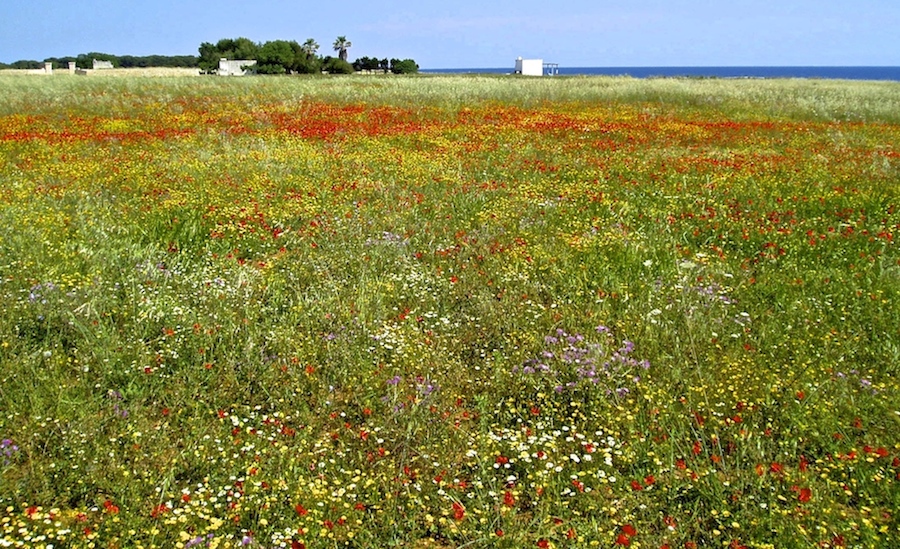 Salento