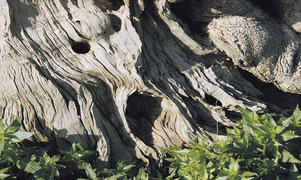 SALENTO: Il "Grido" del Sud