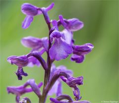 Salep-Knabenkraut (Orchis morio) 14