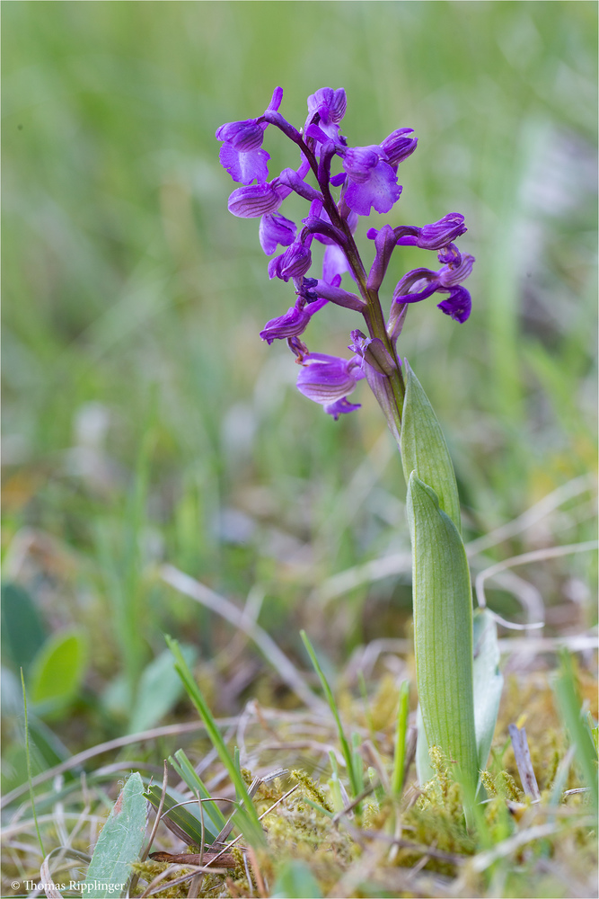 Salep-Knabenkraut (Orchis morio) .....