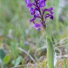 Salep-Knabenkraut (Orchis morio) .....