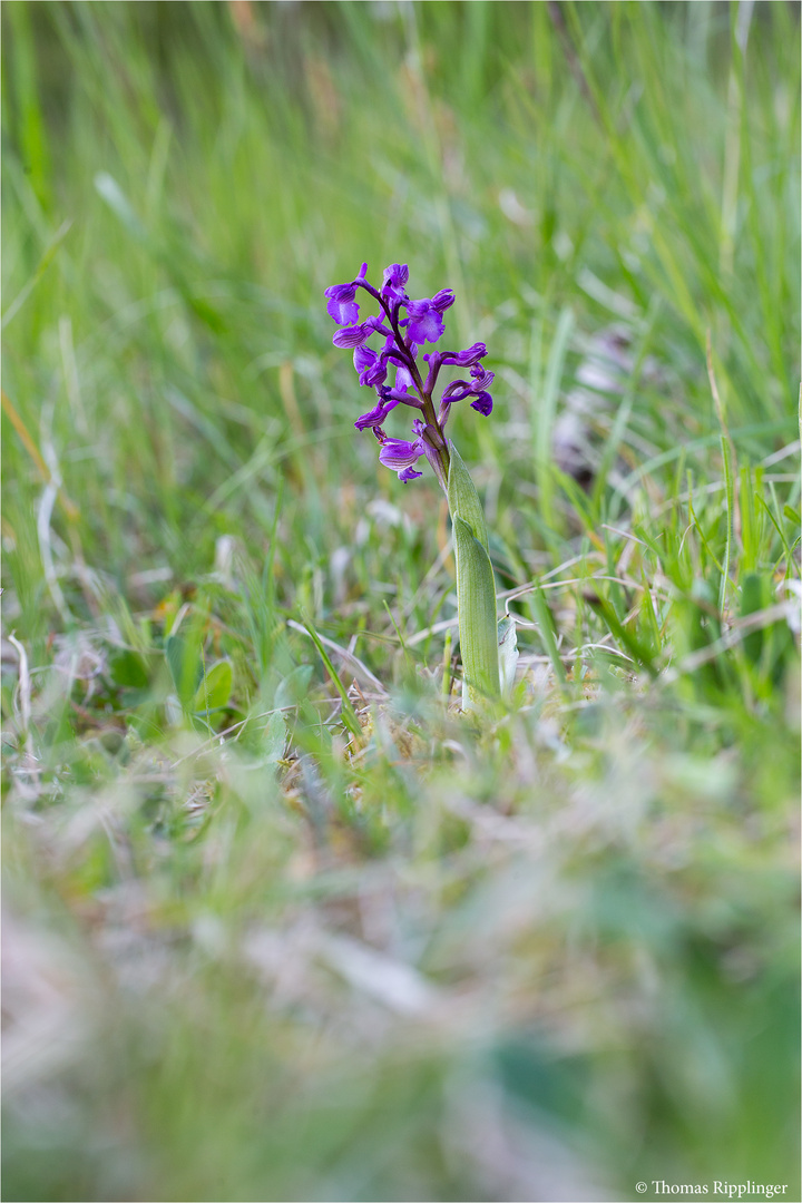 Salep-Knabenkraut (Orchis morio) ....