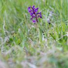 Salep-Knabenkraut (Orchis morio) ....