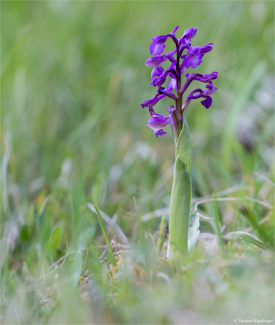 Salep-Knabenkraut (Orchis morio) ..