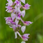 Salep-Knabenkraut (Orchis morio).. ..