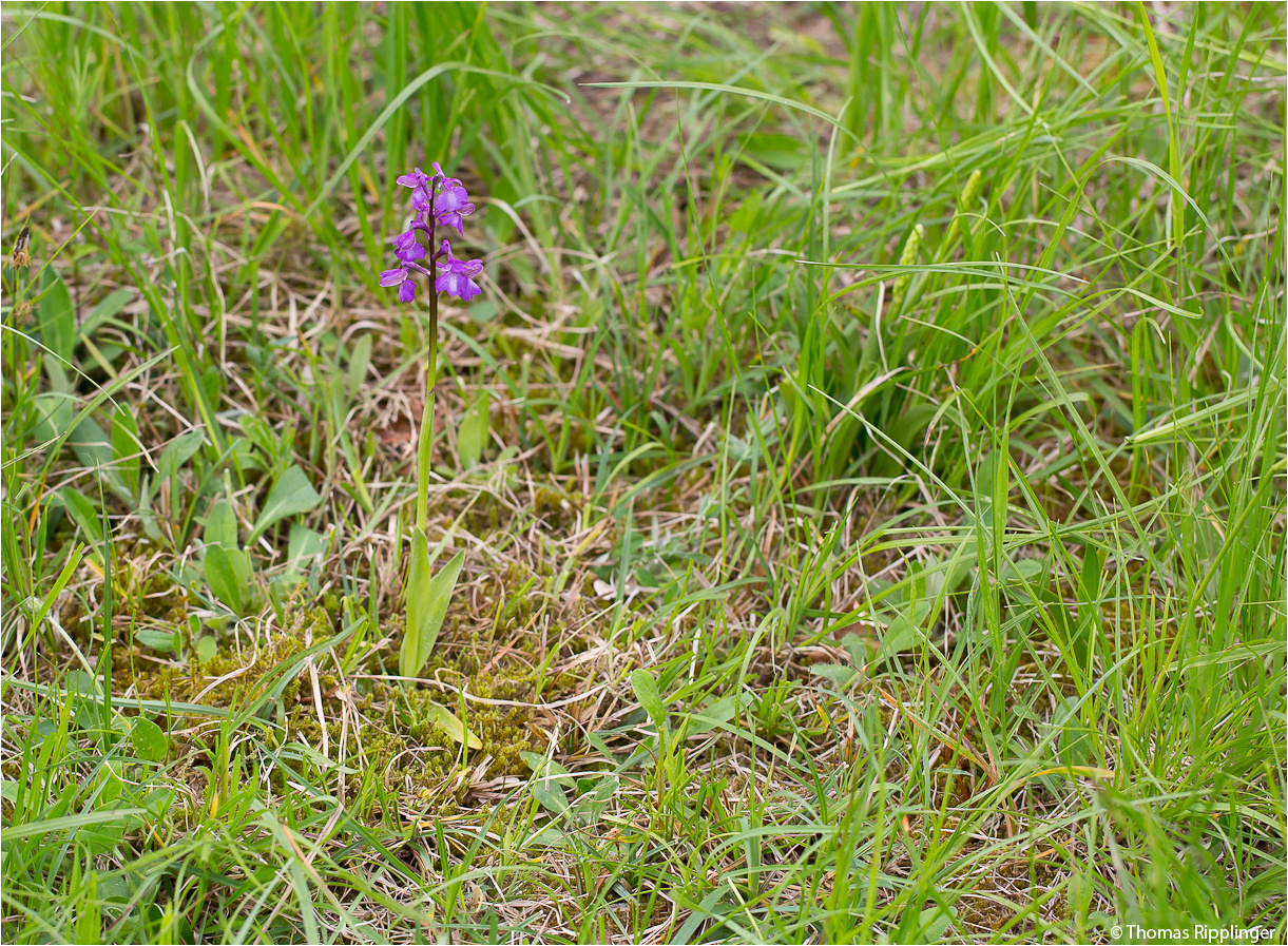 Salep-Knabenkraut (Orchis morio) ...