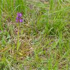 Salep-Knabenkraut (Orchis morio) ...