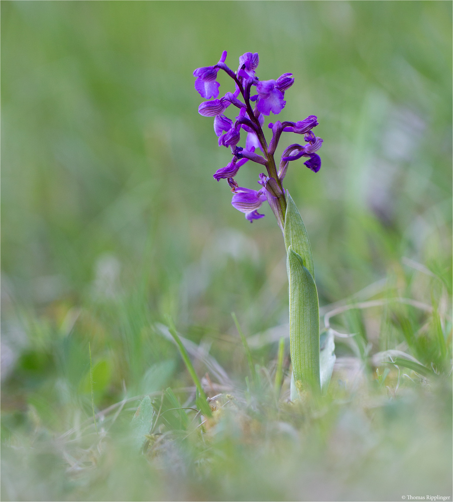 Salep-Knabenkraut (Orchis morio)