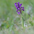 Salep-Knabenkraut (Orchis morio)