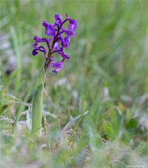 Salep-Knabenkraut (Orchis morio) 88