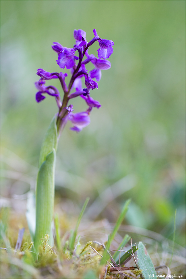 Salep-Knabenkraut (Orchis morio)