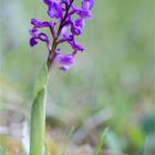 Salep-Knabenkraut (Orchis morio)