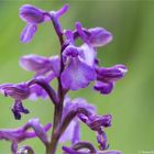 Salep-Knabenkraut (Orchis morio)