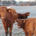 Salers dans le Cantal