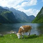 Salet - Königssee