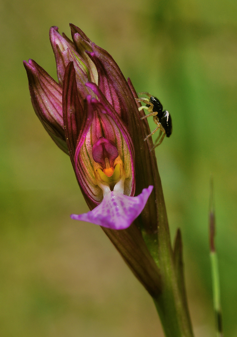 sal_heliophanes-cupreus_anacamptis-papilionacea_6048a