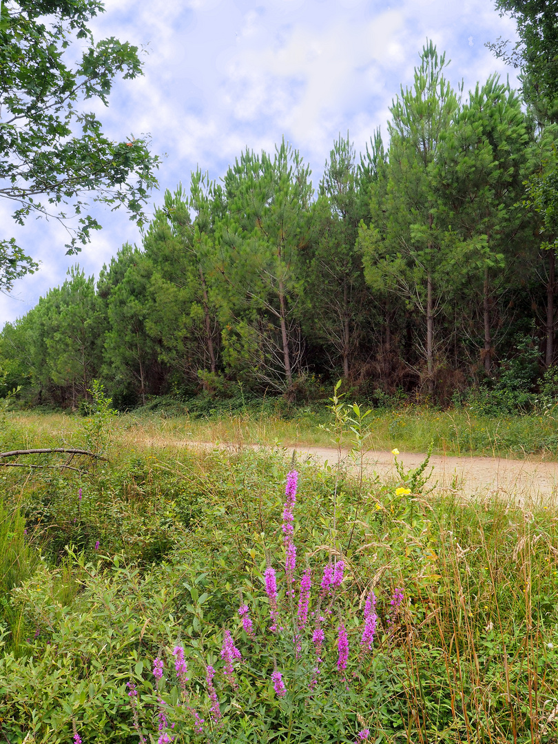 Salicaires en lisière de la forêt des Landes