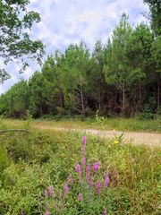 Salicaires en lisière de la forêt des Landes