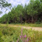 Salicaires en lisière de la forêt des Landes