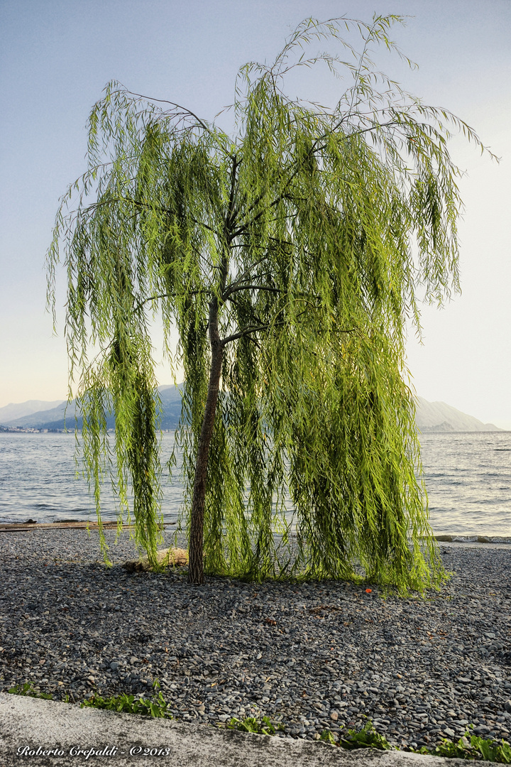 Salice, lungolago di Maccagno