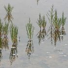 SALICORNES DES MARAIS DE GUERANDE