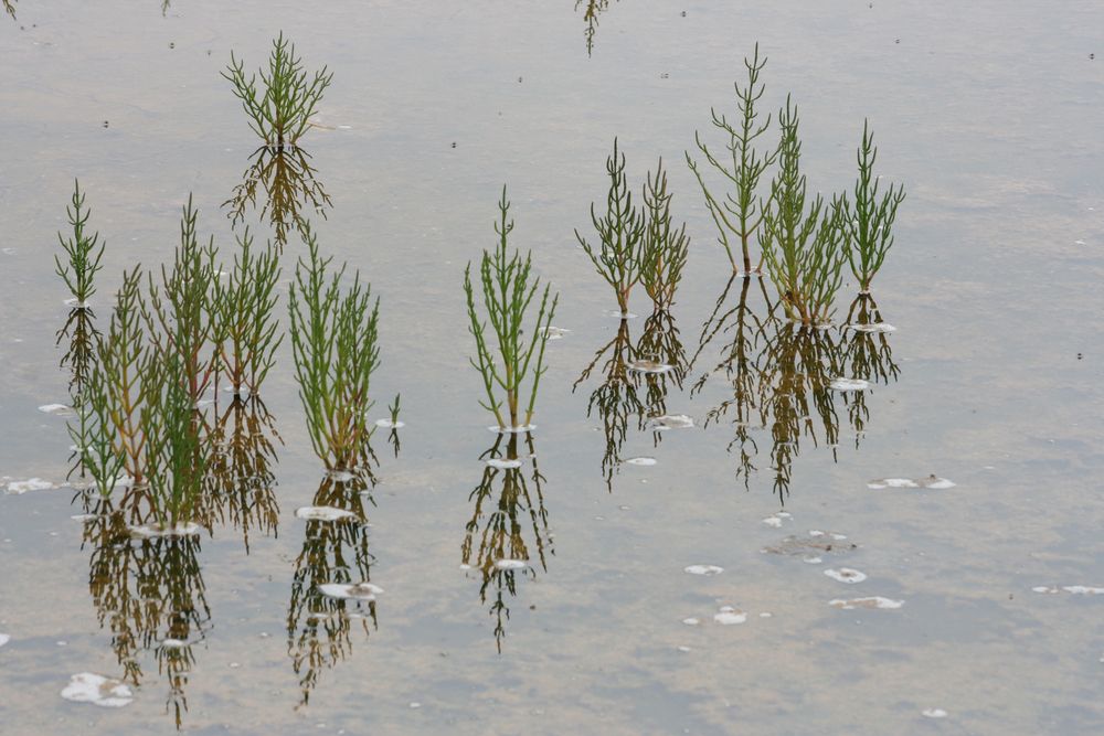 SALICORNES DES MARAIS DE GUERANDE