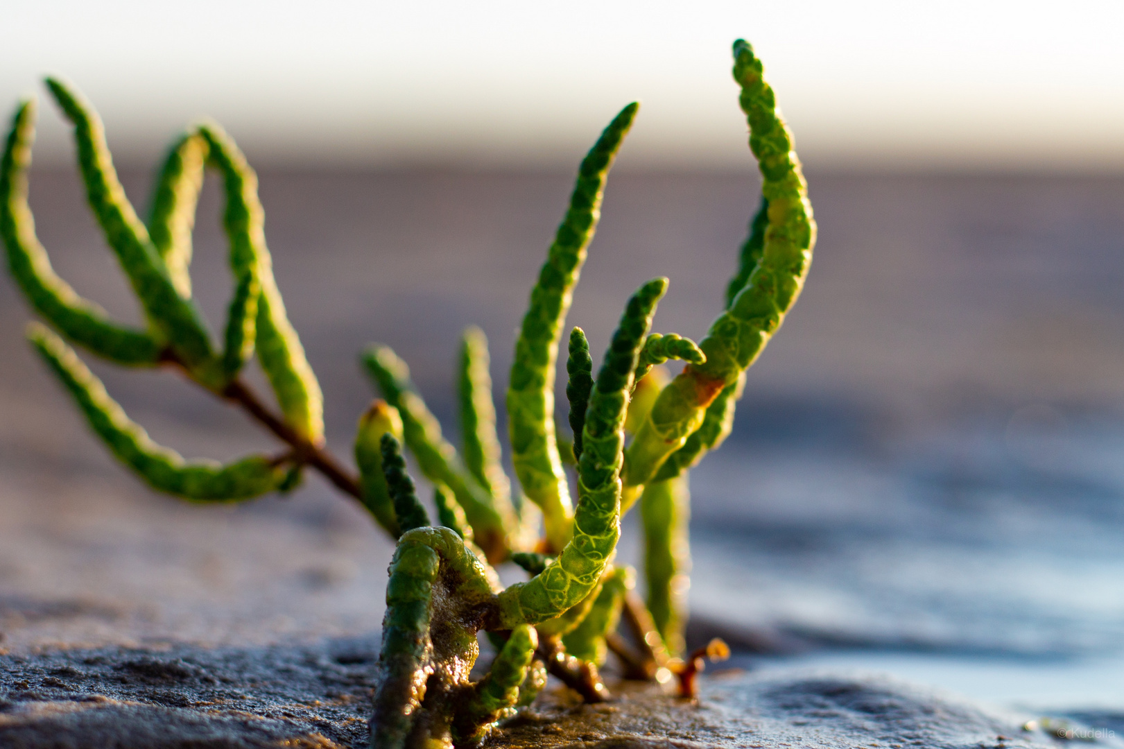 Salicornia