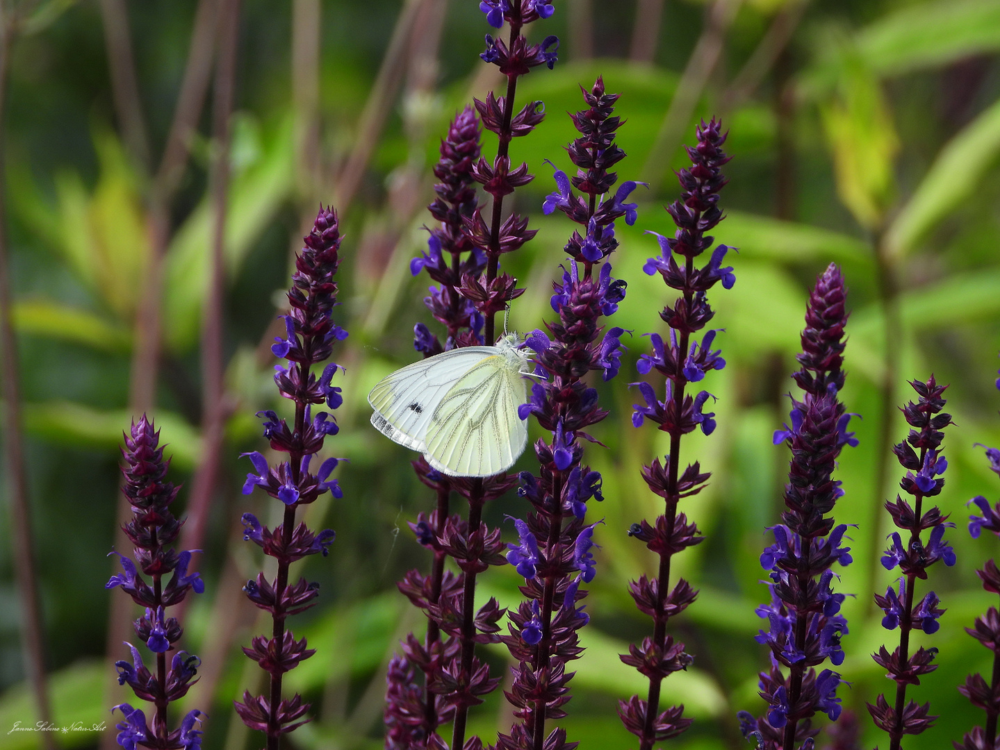 Salie mit Besucher