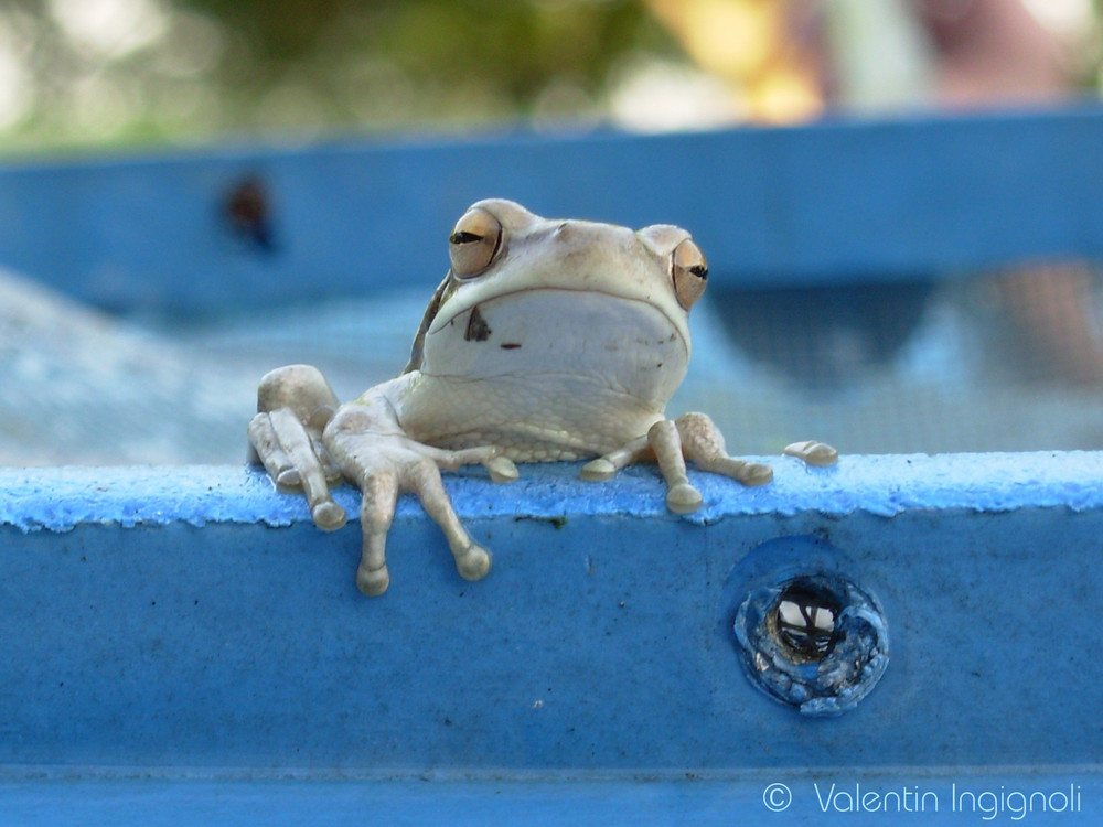 Saliendo del agua