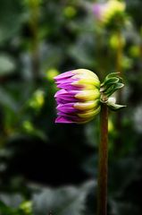 Saliendo una flor