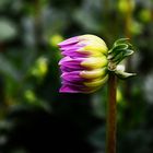 Saliendo una flor