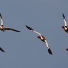 Saline di Cervia 2