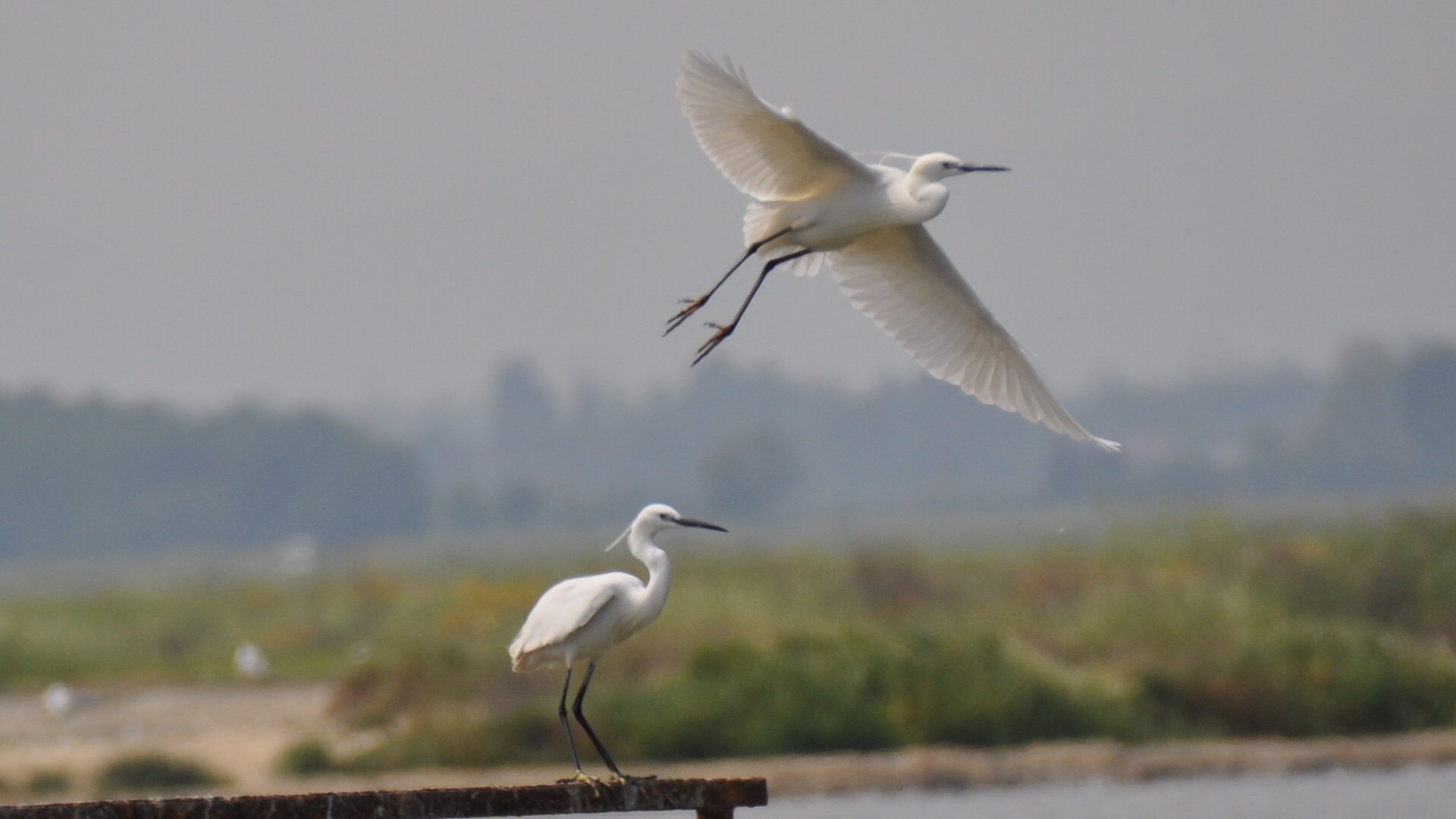 Saline di Cervia