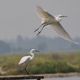 Saline di Cervia