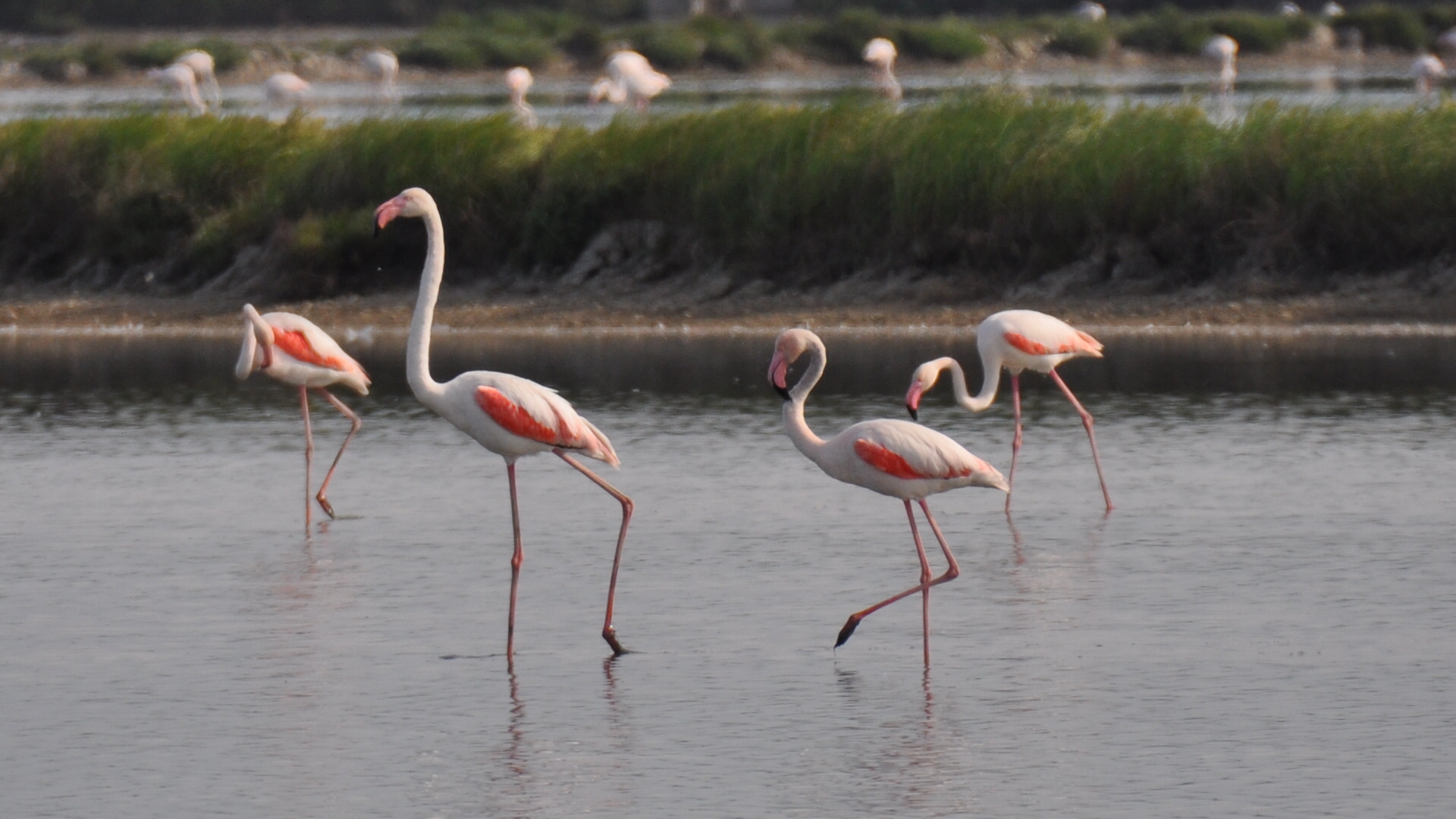 Saline di Cervia fenicotteri 3