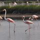 Saline di Cervia fenicotteri 3